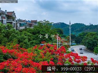 凤凰花