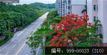 凤凰花