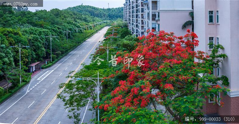 凤凰花_航拍,花