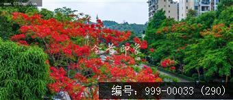凤凰花