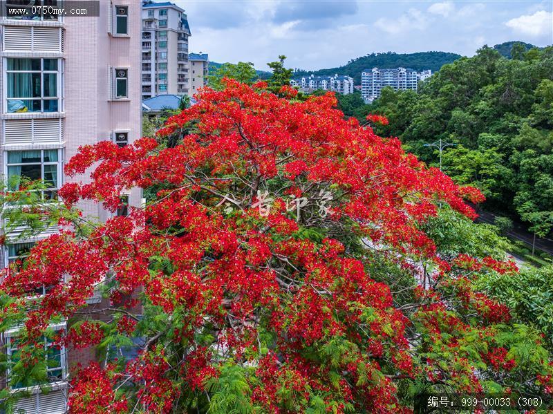 凤凰花_航拍,花