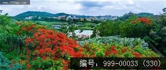 凤凰花