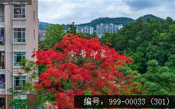 凤凰花