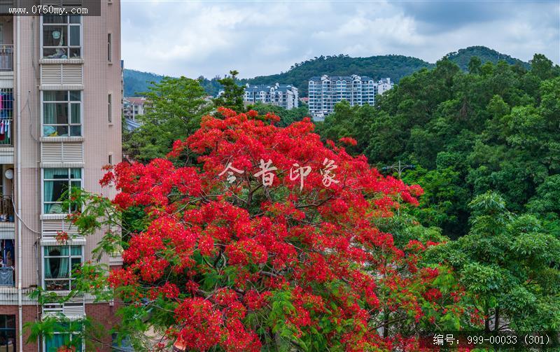 凤凰花_航拍,花