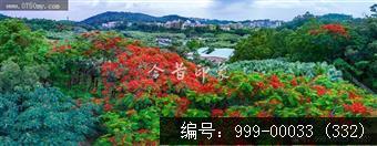 凤凰花