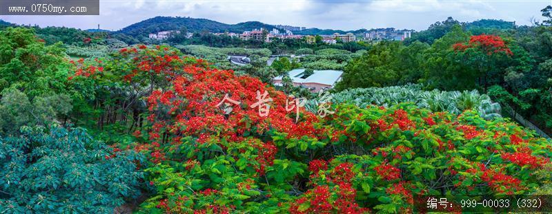凤凰花_航拍,花