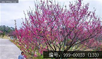 绿护萍