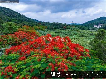 凤凰花