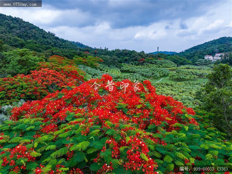 凤凰花_航拍,花