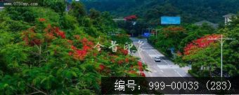 凤凰花