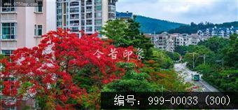 凤凰花
