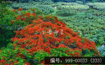 凤凰花