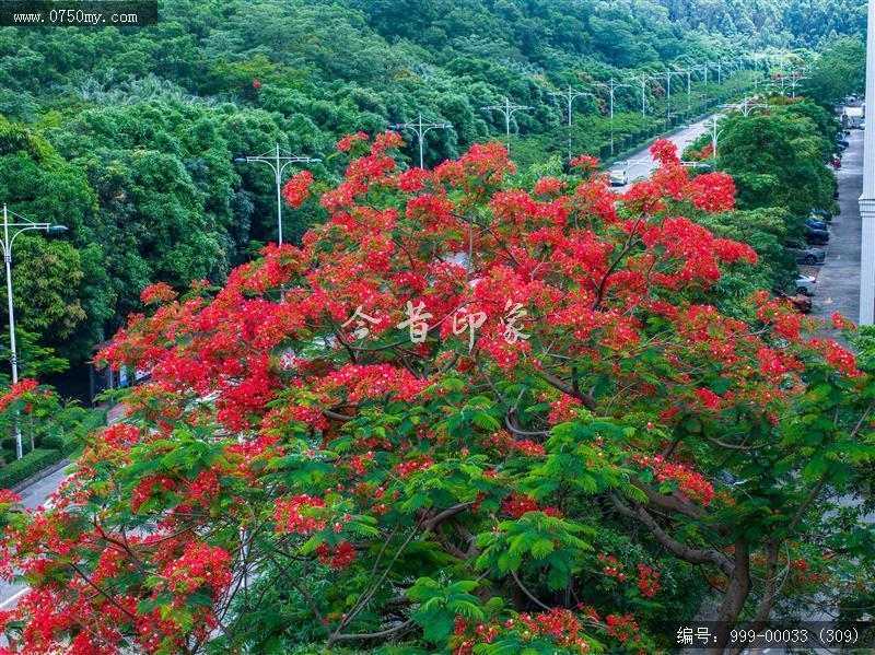 凤凰花_航拍,花