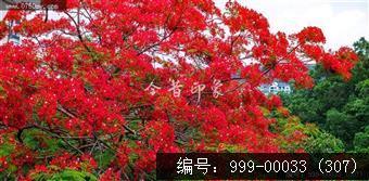 凤凰花