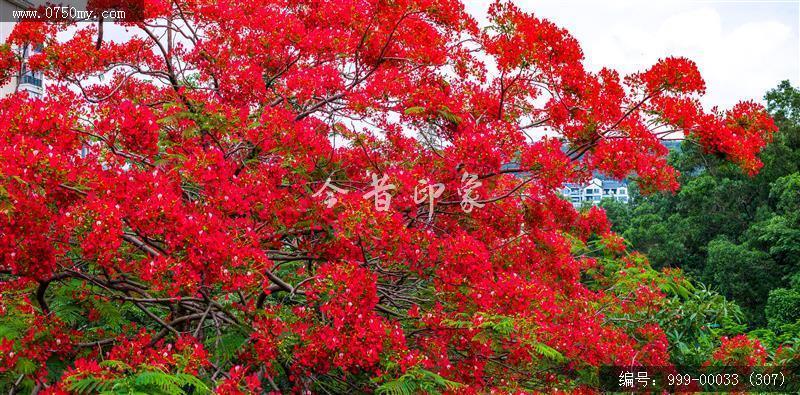 凤凰花_航拍,花