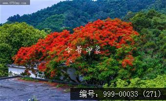 凤凰花
