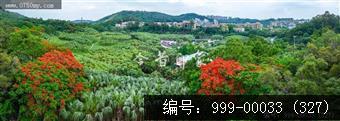 凤凰花