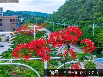 凤凰花