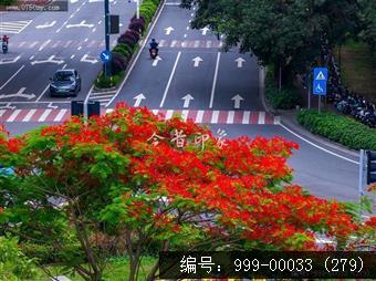 凤凰花