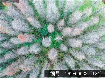 绿护萍