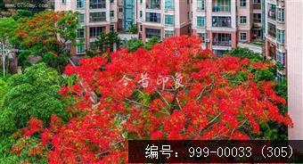凤凰花