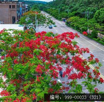 凤凰花