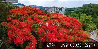 凤凰花