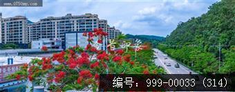凤凰花