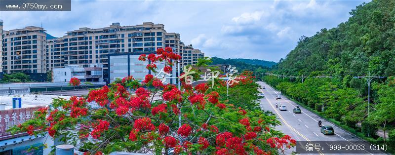 凤凰花_航拍,花