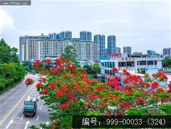 凤凰花