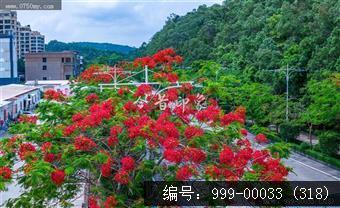 凤凰花