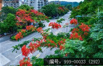 凤凰花