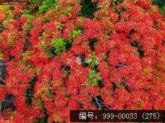 凤凰花