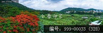 凤凰花