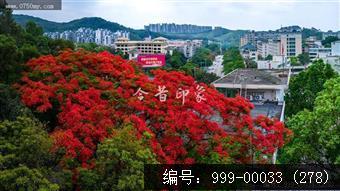 凤凰花