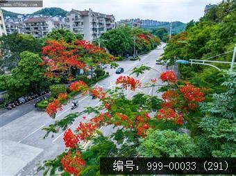 凤凰花