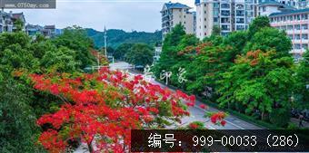 凤凰花
