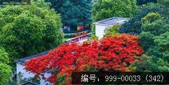凤凰花