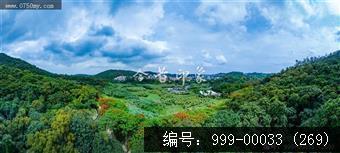 凤凰花