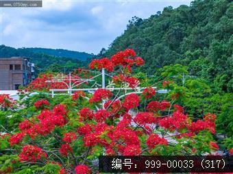 凤凰花