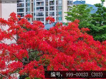 凤凰花