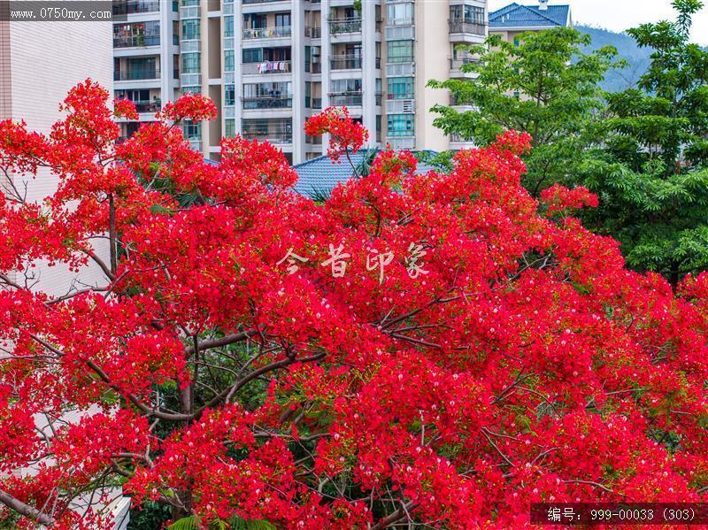 凤凰花_航拍,花
