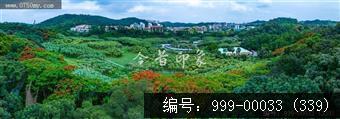 凤凰花