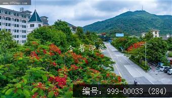凤凰花