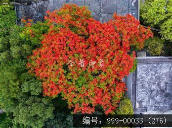 凤凰花
