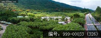 凤凰花