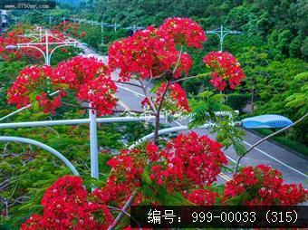 凤凰花