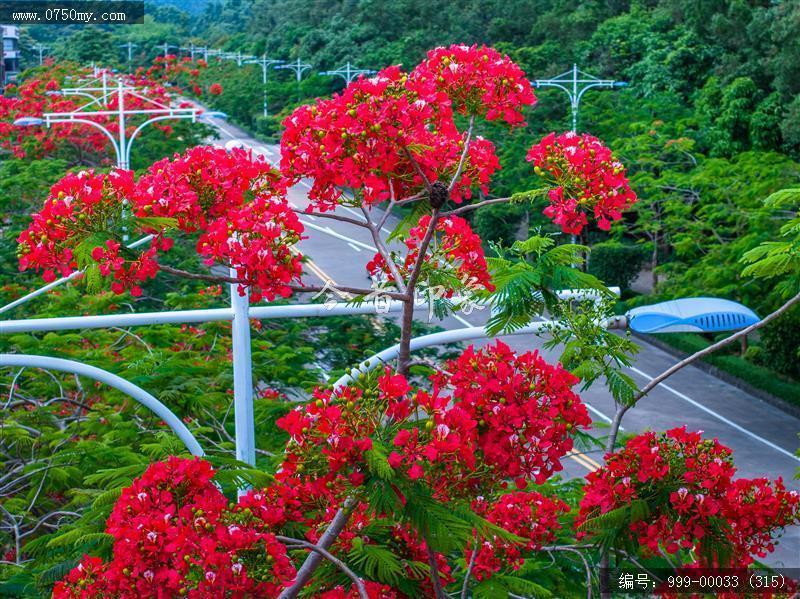 凤凰花_航拍,花