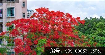 凤凰花
