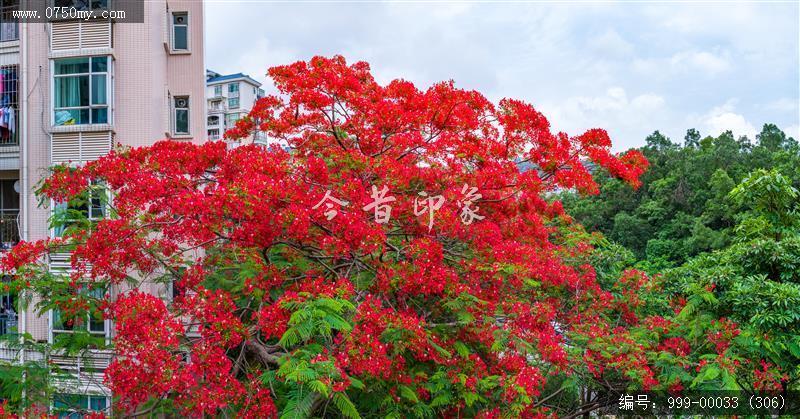 凤凰花_航拍,花